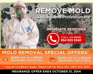 Mold Removal Restoration