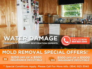 Mold Removal south florida