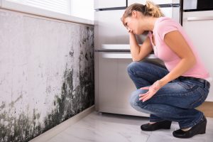 hollywood fl mold removal