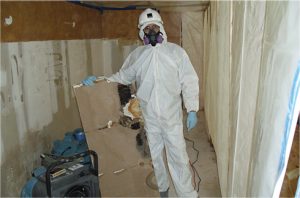 mold removal
