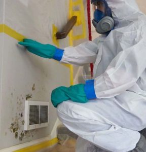 Mold removal company