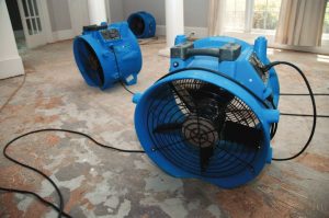 mold remediation hollywood fl